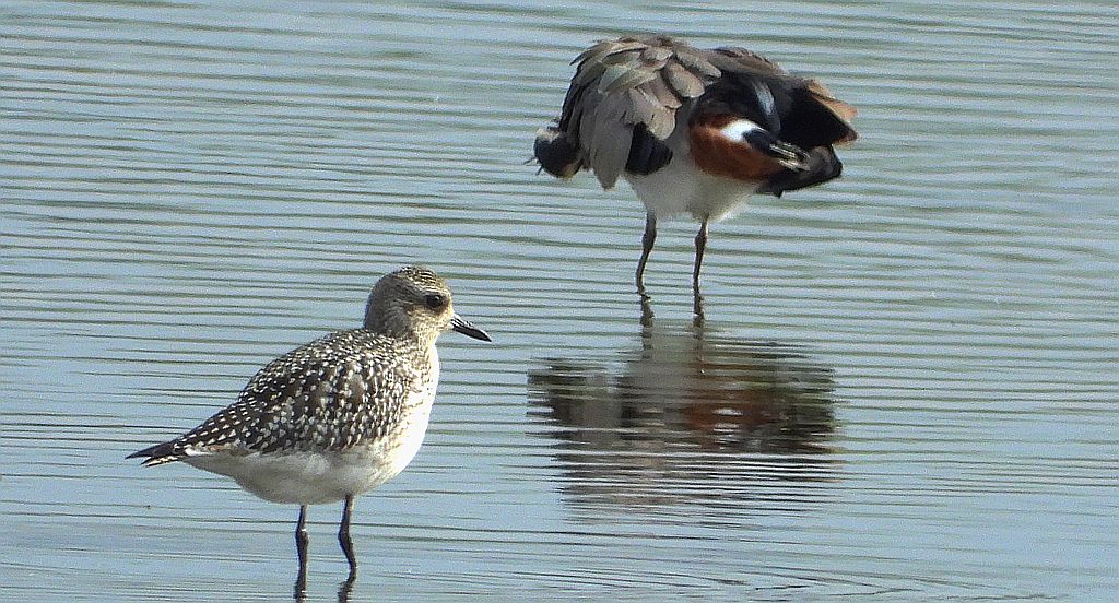 Siewnica (Pluvialis squatarola) i czajka, czajka pospolita(Vanellus vanellus)