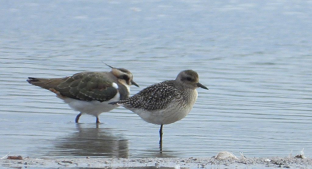 Siewnica (Pluvialis squatarola) i czajka, czajka pospolita(Vanellus vanellus)