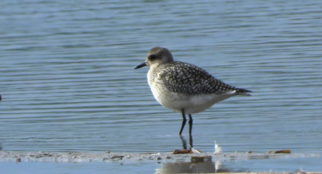 Siewnica (Pluvialis squatarola)