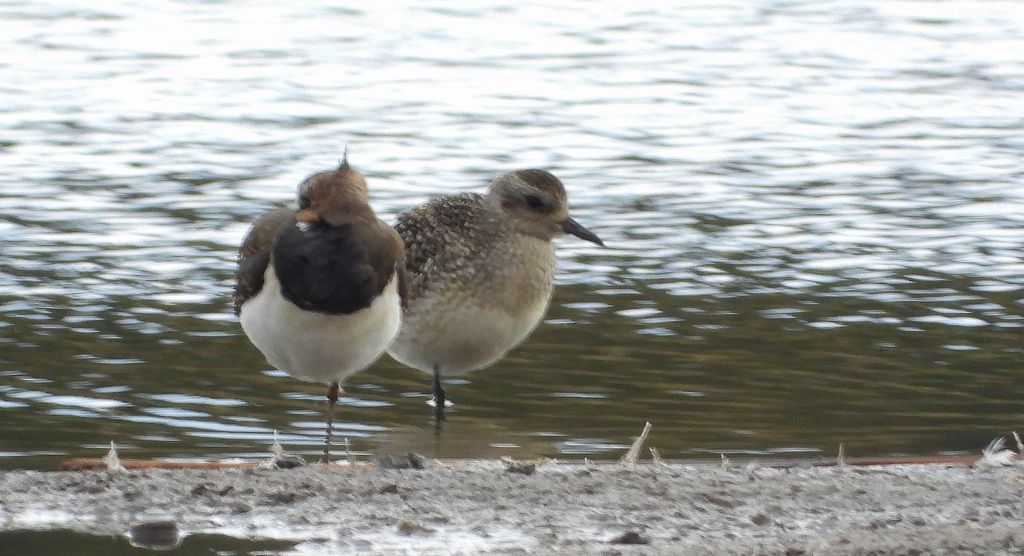 Siewnica (Pluvialis squatarola) i czajka, czajka pospolita(Vanellus vanellus)