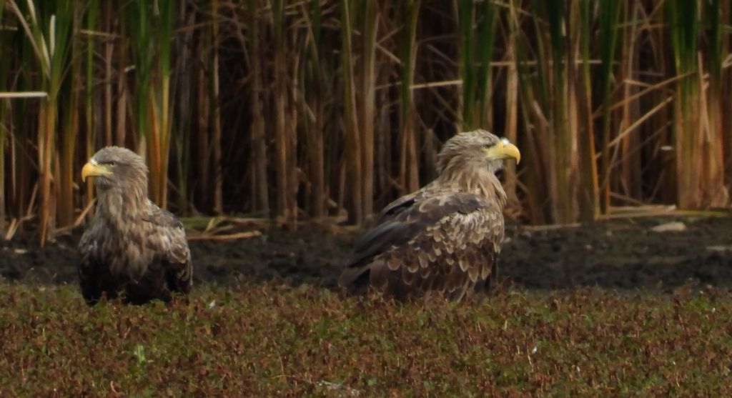 Bielik, orzeł bielik, birkut (Haliaeetus albicilla)