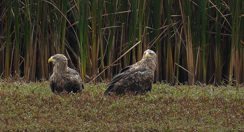Bielik, orzeł bielik, birkut (Haliaeetus albicilla)