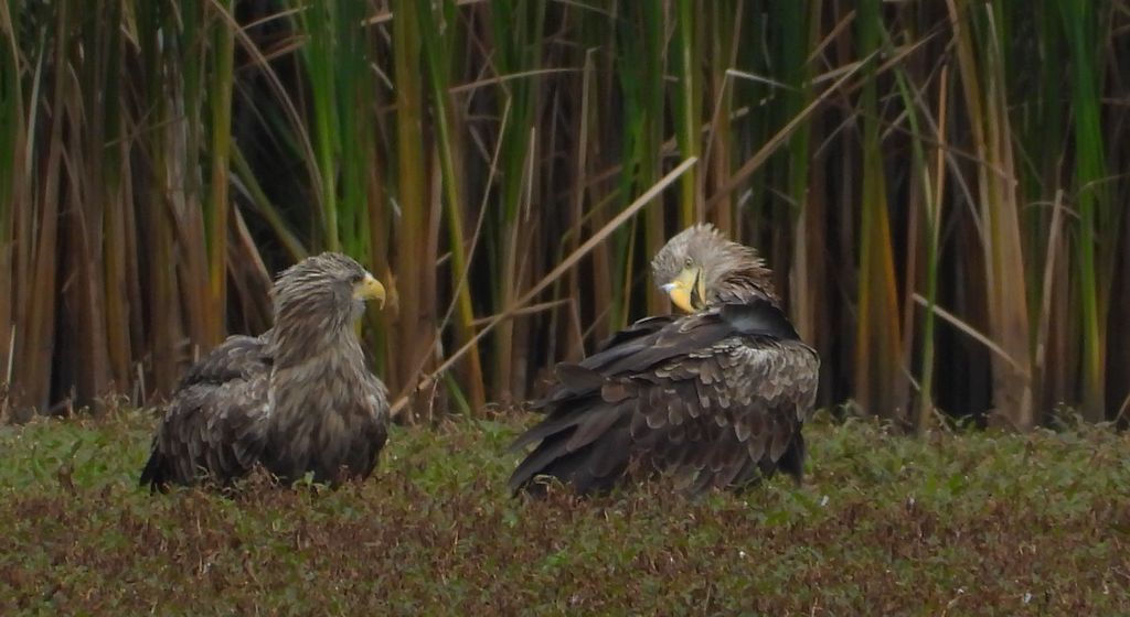 Bielik, orzeł bielik, birkut (Haliaeetus albicilla)