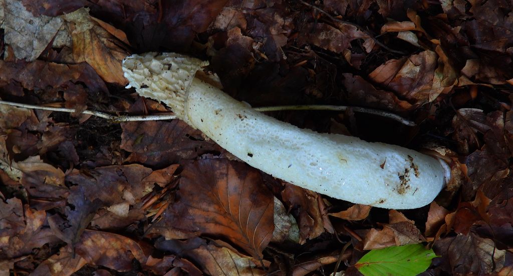 Sromotnik smrodliwy (Phallus impudicus)