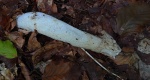 Sromotnik smrodliwy (Phallus impudicus)