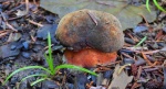 Krasnoborowik ceglastopory, borowik ceglastopory (Neoboletus erythropus)