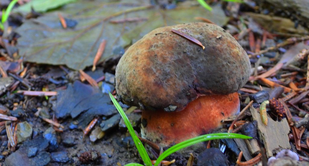 Krasnoborowik ceglastopory, borowik ceglastopory (Neoboletus erythropus)