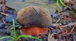 Krasnoborowik ceglastopory, borowik ceglastopory (Neoboletus erythropus)