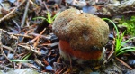Krasnoborowik ceglastopory, borowik ceglastopory (Neoboletus erythropus)