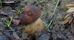 Borowik sosnowy (Boletus pinophilus)