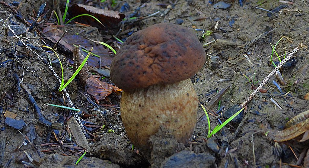 Borowik sosnowy (Boletus pinophilus)