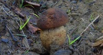 Borowik sosnowy (Boletus pinophilus)