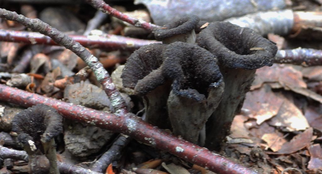 Lejkowiec dęty (Craterellus cornucopioides)