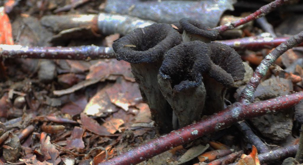 Lejkowiec dęty (Craterellus cornucopioides)