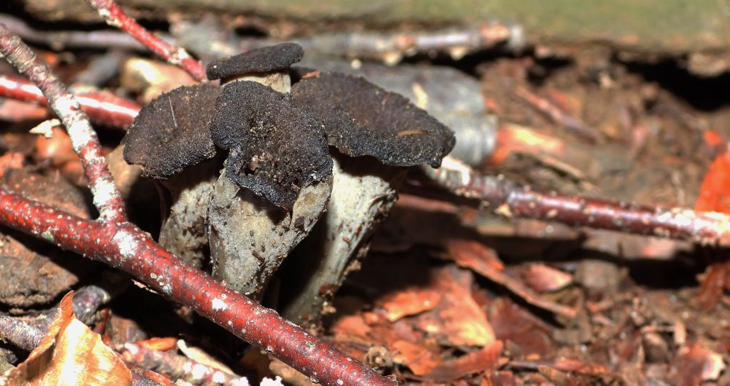 Lejkowiec dęty (Craterellus cornucopioides)