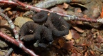 Lejkowiec dęty (Craterellus cornucopioides)