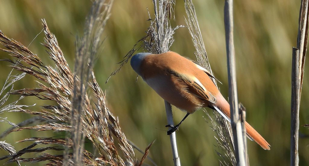 Wąsatka (Panurus biarmicus)