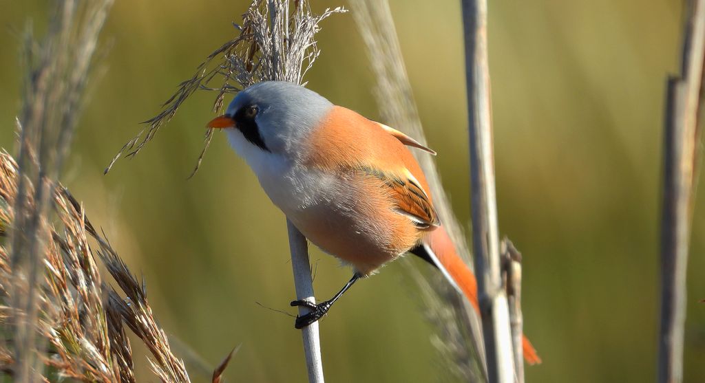 Wąsatka (Panurus biarmicus)