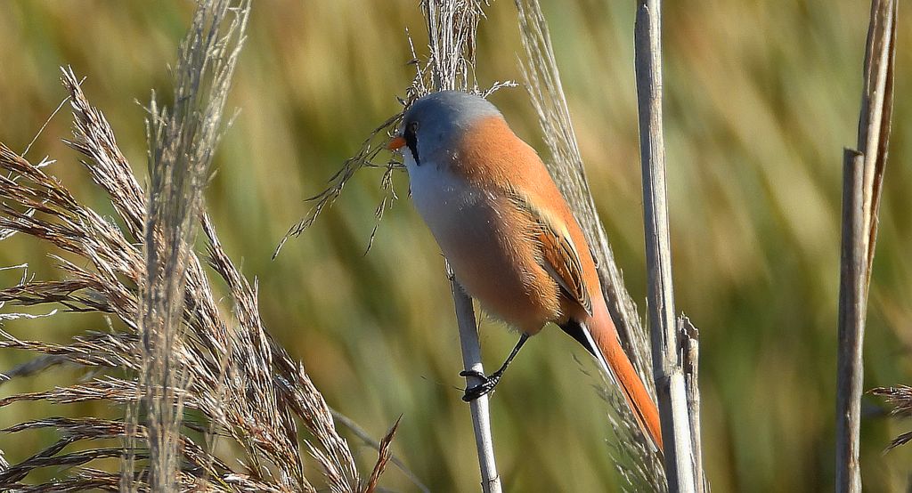 Wąsatka (Panurus biarmicus)