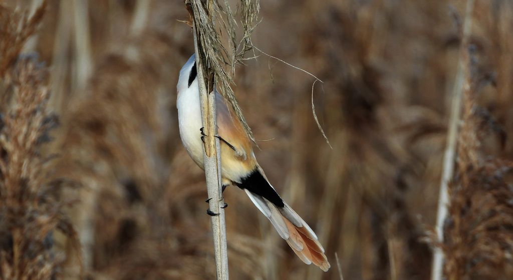 Wąsatka (Panurus biarmicus)