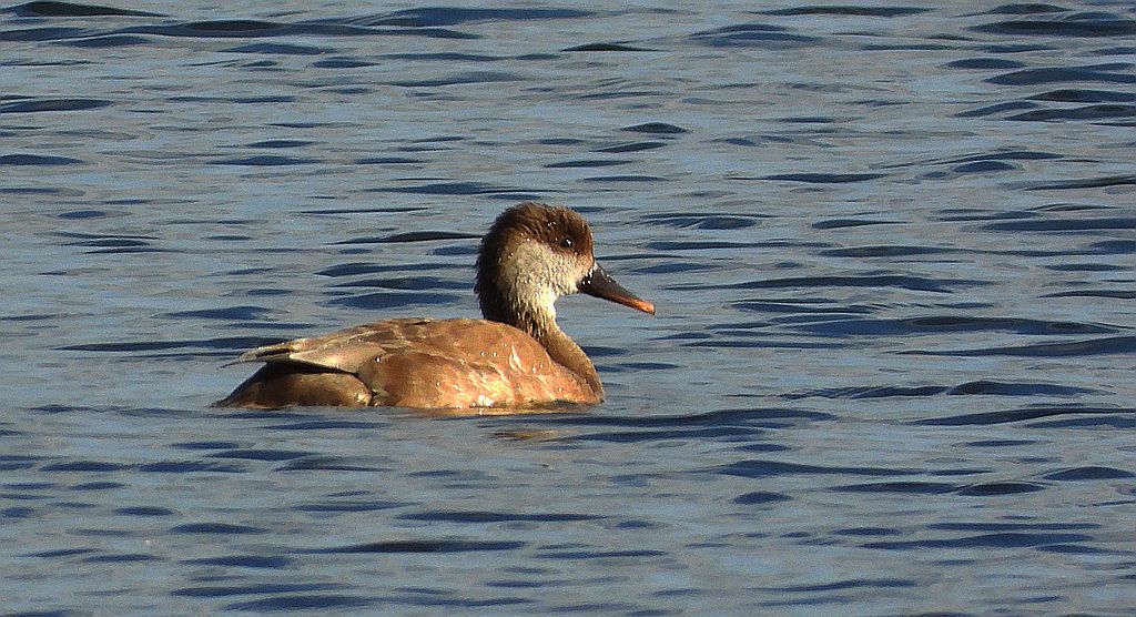 Hełmiatka (Netta rufina)