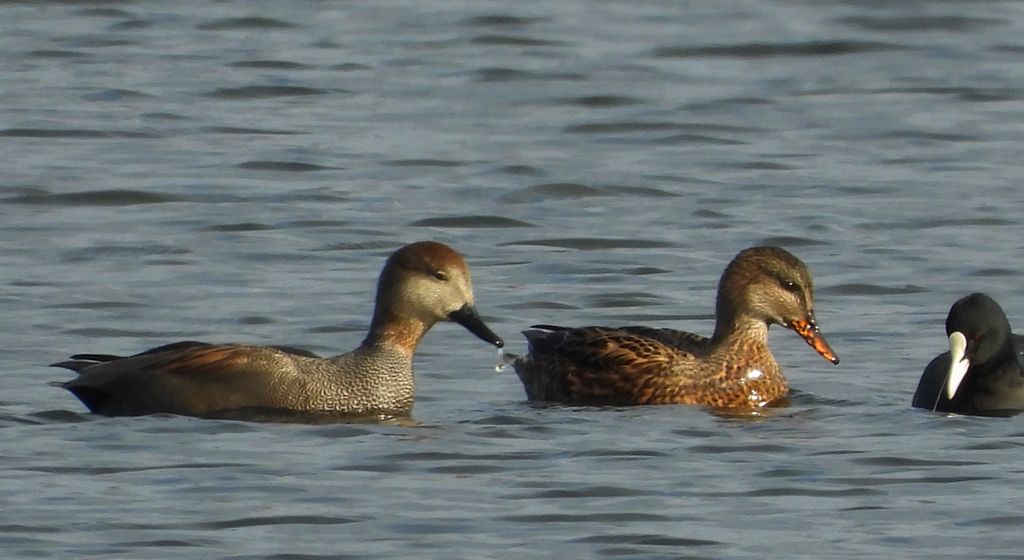 Krakwa, kaczka krakwa (Mareca strepera)