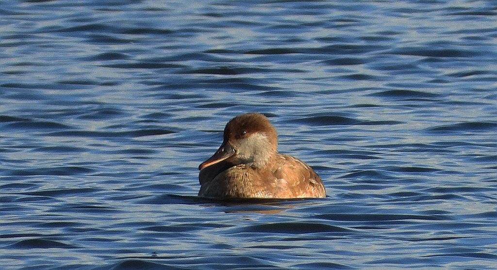 Hełmiatka (Netta rufina)
