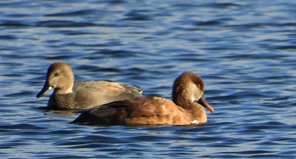 Hełmiatka (Netta rufina) i krakwa, kaczka krakwa (Mareca strepera)