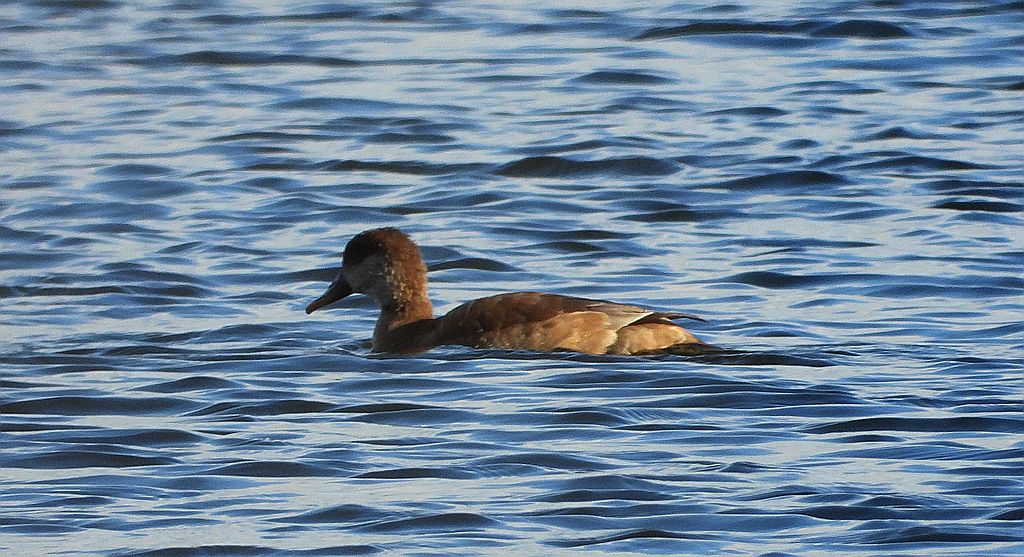 Hełmiatka (Netta rufina)