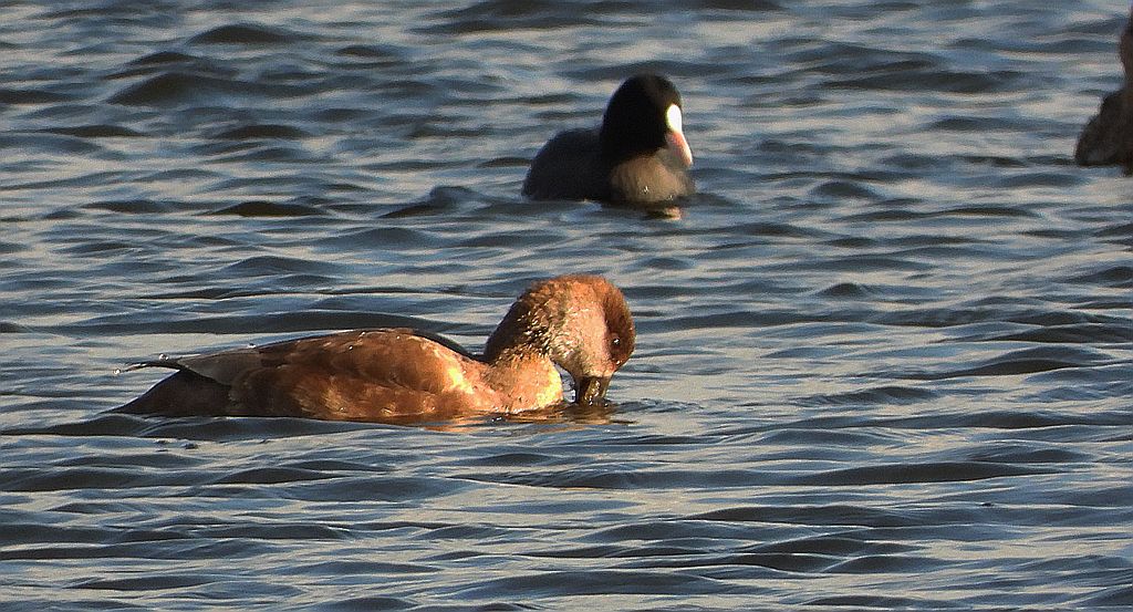 Hełmiatka (Netta rufina)