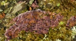 Chrząstkoskórniak purpurowy (Chondrostereum purpureum)