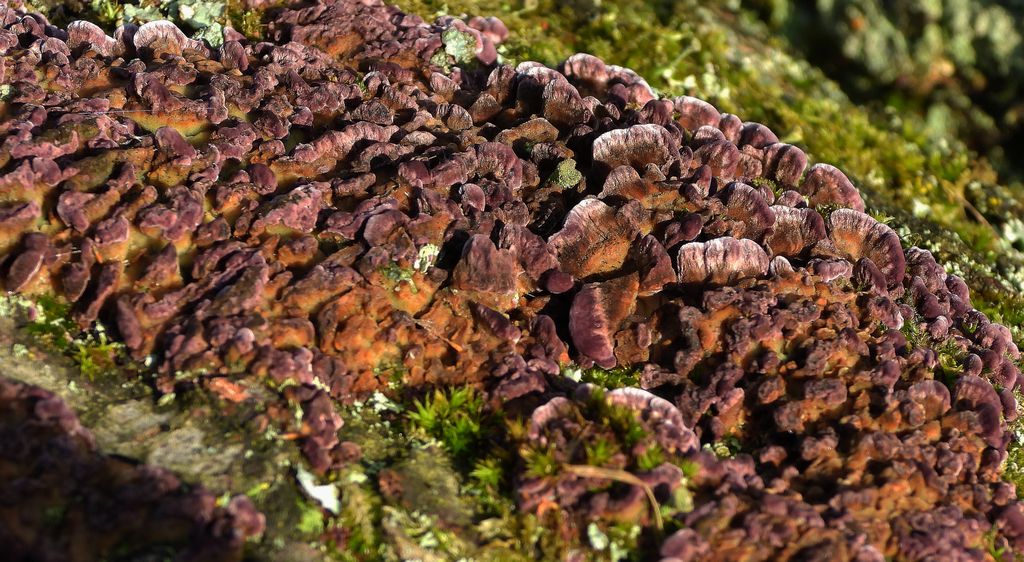 Chrząstkoskórniak purpurowy (Chondrostereum purpureum)