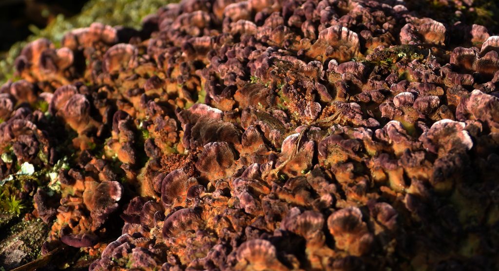 Chrząstkoskórniak purpurowy (Chondrostereum purpureum)