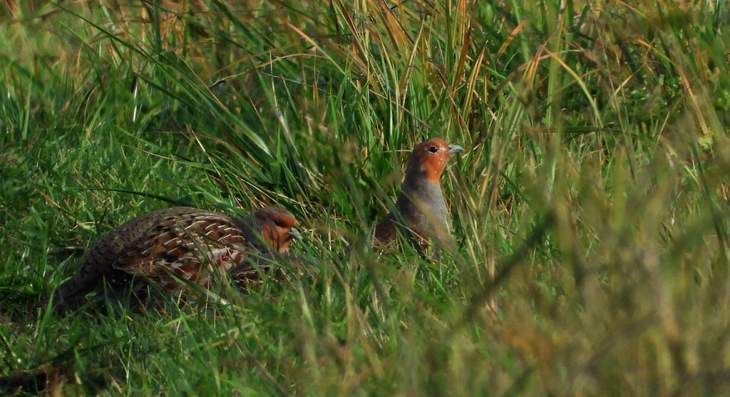Kuropatwa, kuropatwa zwyczajna (Perdix perdix)