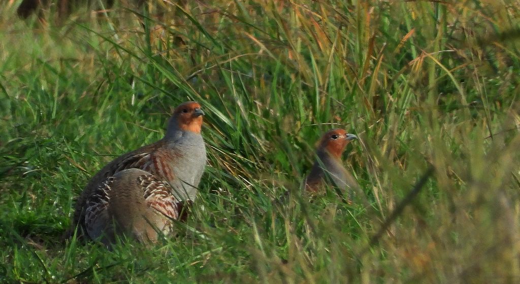 Kuropatwa, kuropatwa zwyczajna (Perdix perdix)