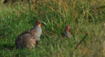 Kuropatwa, kuropatwa zwyczajna (Perdix perdix)