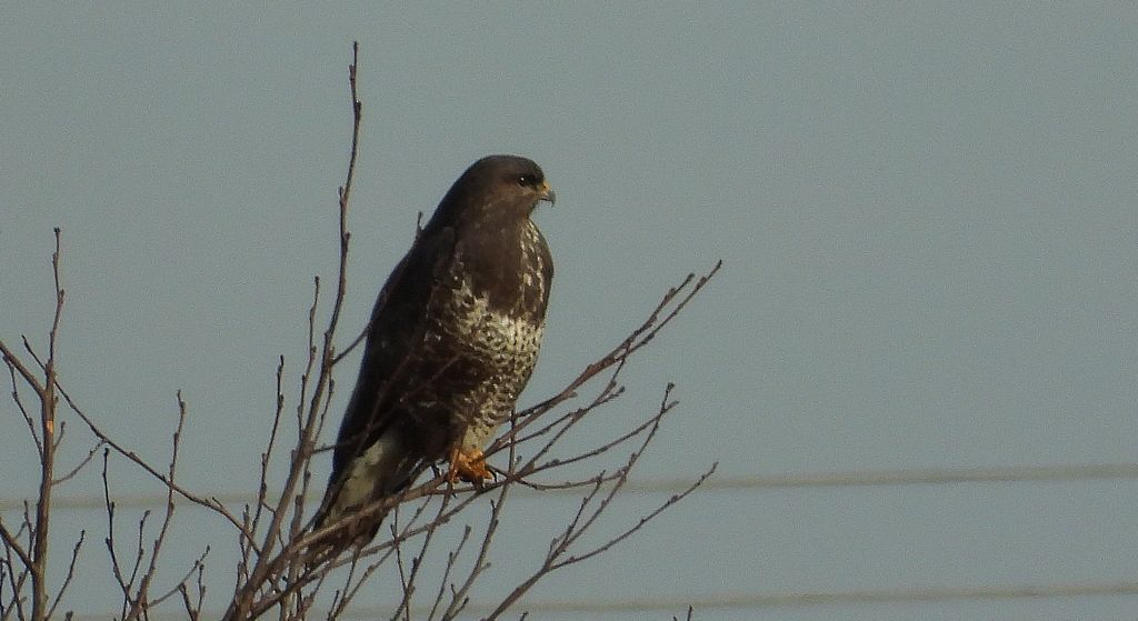 Myszołów, myszołów zwyczajny (Buteo buteo)