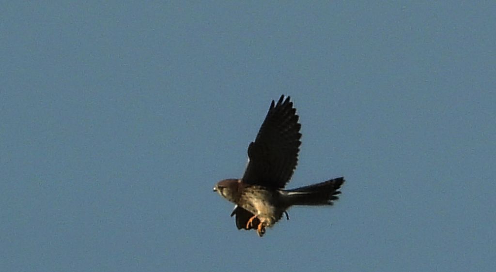 Pustułka (Falco tinnunculus)