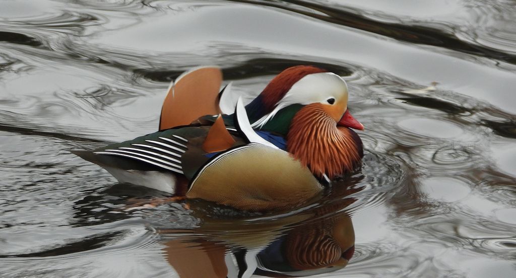 Mandarynka, kaczka mandarynka (Aix galericulata)