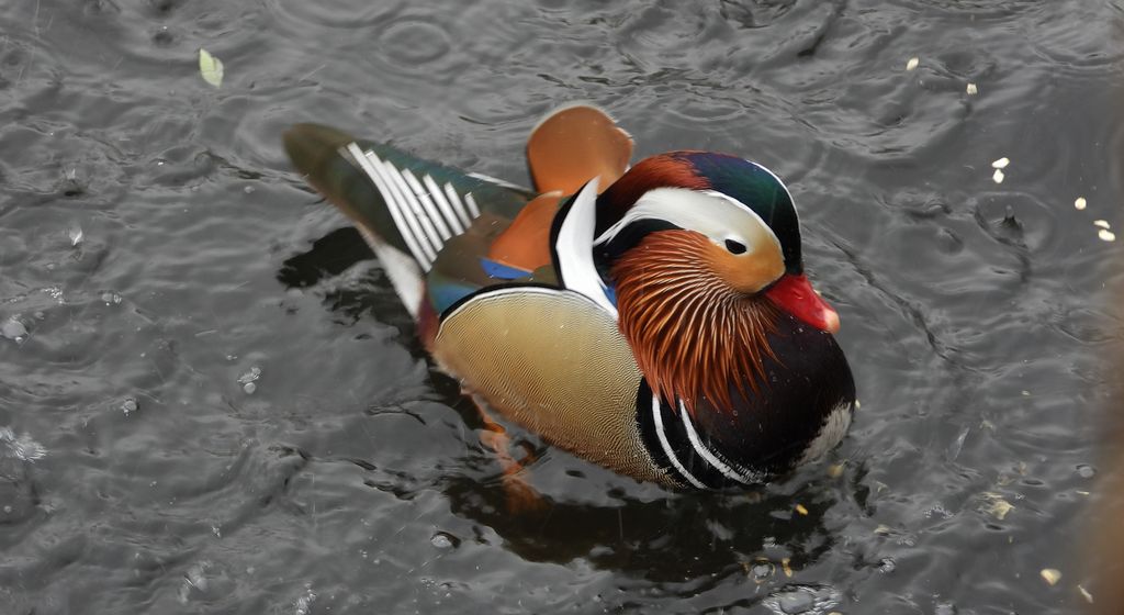 Mandarynka, kaczka mandarynka (Aix galericulata)