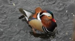 Mandarynka, kaczka mandarynka (Aix galericulata)
