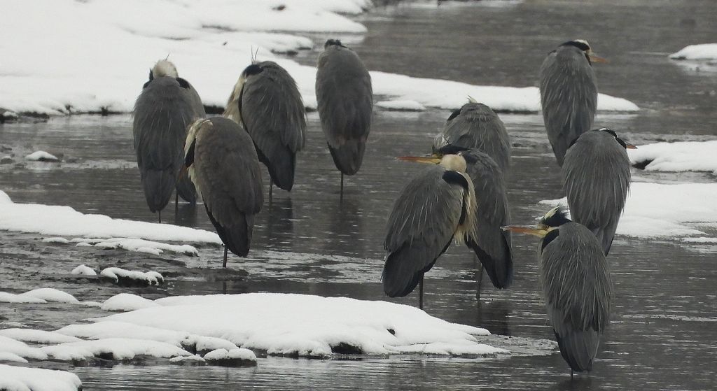 Czapla siwa (Ardea cinerea)