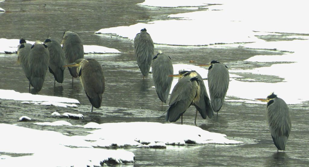 Czapla siwa (Ardea cinerea)