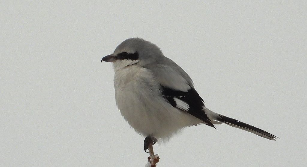 Srokosz, dzierzba srokosz (Lanius excubitor)