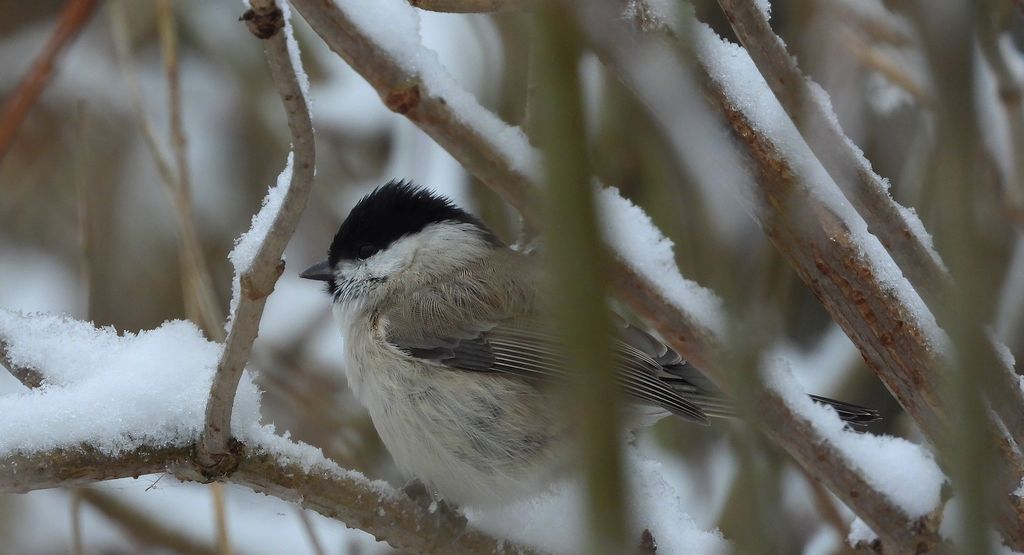 Sikora uboga, szarytka, błotniczka, sikora trzcinna (Poecile palustris)