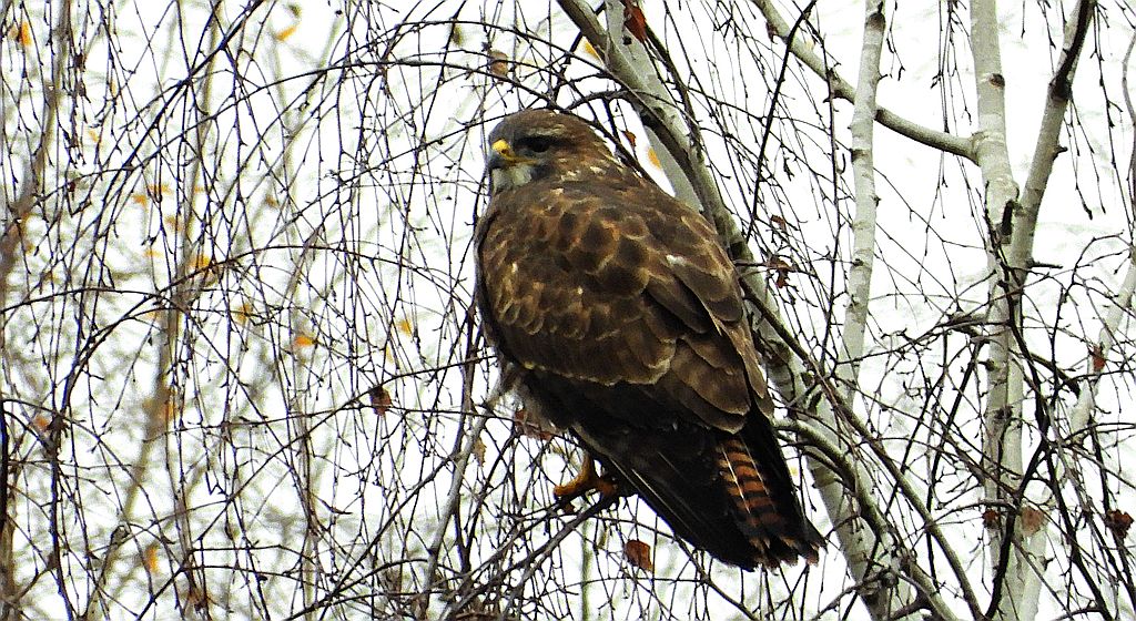 Myszołów, myszołów zwyczajny (Buteo buteo)