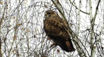 Myszołów, myszołów zwyczajny (Buteo buteo)