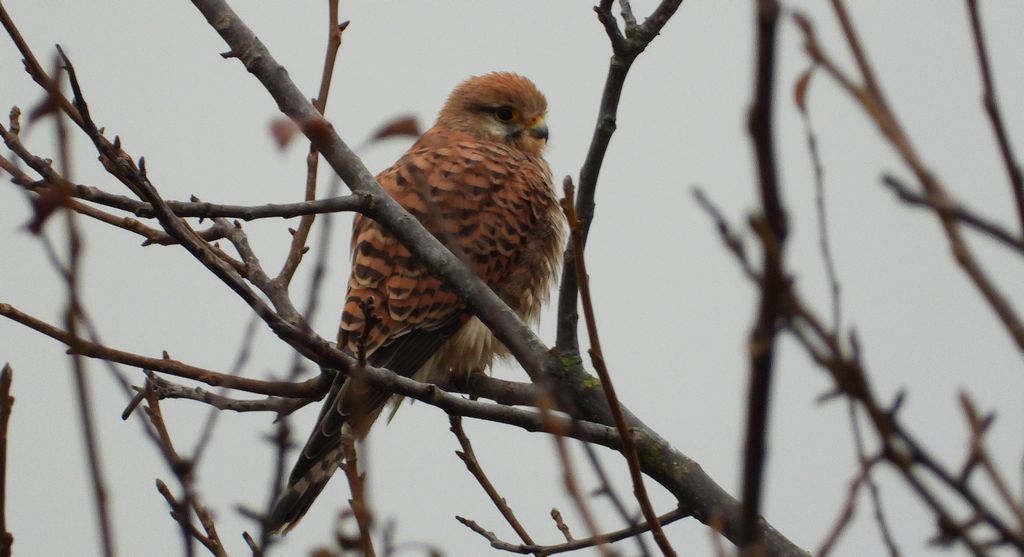 Pustułka zwyczajna, pustułka, sokół pustułka (Falco tinnunculus)