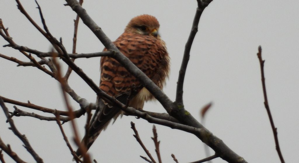Pustułka zwyczajna, pustułka, sokół pustułka (Falco tinnunculus)