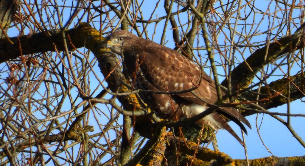 Myszołów, myszołów zwyczajny (Buteo buteo)